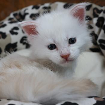 Bobby DE L'OR SAUVAGE Mâle Maine coon