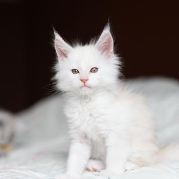 BEAWULF DE L'OR SAUVAGE Mâle Maine coon