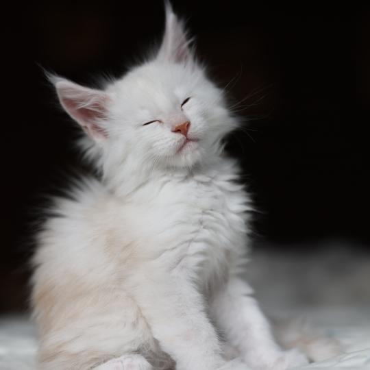 chaton Maine coon red smoke BEAWULF Elevage de maine coon L'Or sauvage red smoke 