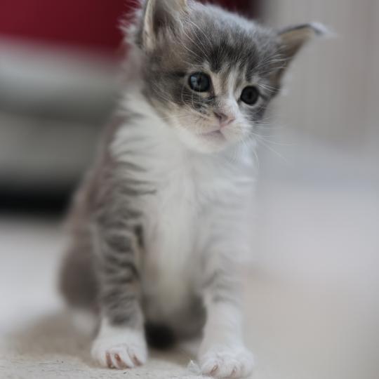 chaton Maine coon blue silver blotched tabby & blanc Brézilia Elevage de maine coon L'Or sauvage blue silver blotched tabby & blanc