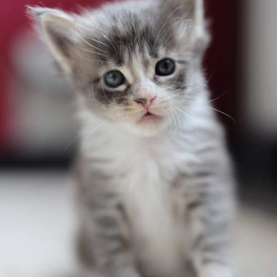 chaton Maine coon blue silver blotched tabby & blanc Brézilia Elevage de maine coon L'Or sauvage blue silver blotched tabby & blanc