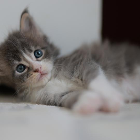 chaton Maine coon blue silver blotched tabby & blanc Brézilia Elevage de maine coon L'Or sauvage blue silver blotched tabby & blanc