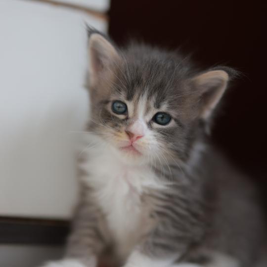 chaton Maine coon blue silver blotched tabby & blanc Brézilia Elevage de maine coon L'Or sauvage blue silver blotched tabby & blanc