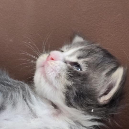 chaton Maine coon blue silver blotched tabby & blanc Brézilia Elevage de maine coon L'Or sauvage blue silver blotched tabby & blanc