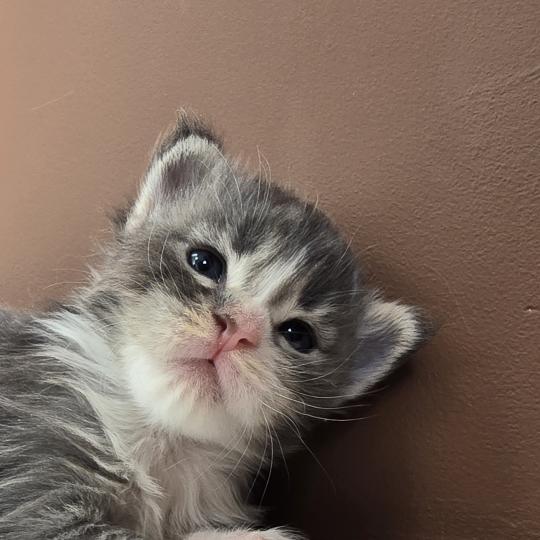 chaton Maine coon blue silver blotched tabby & blanc Brézilia Elevage de maine coon L'Or sauvage blue silver blotched tabby & blanc