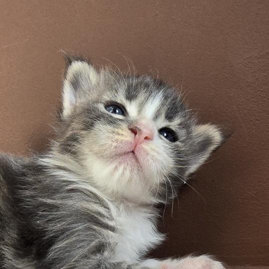 chaton Maine coon blue silver blotched tabby & blanc Brézilia Elevage de maine coon L'Or sauvage blue silver blotched tabby & blanc