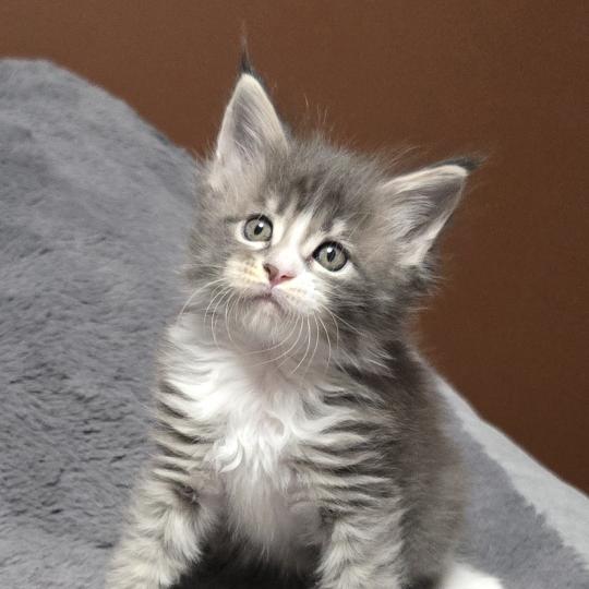 chaton Maine coon blue silver blotched tabby & blanc Bruma Elevage de maine coon L'Or sauvage blue silver blotched tabby & blanc