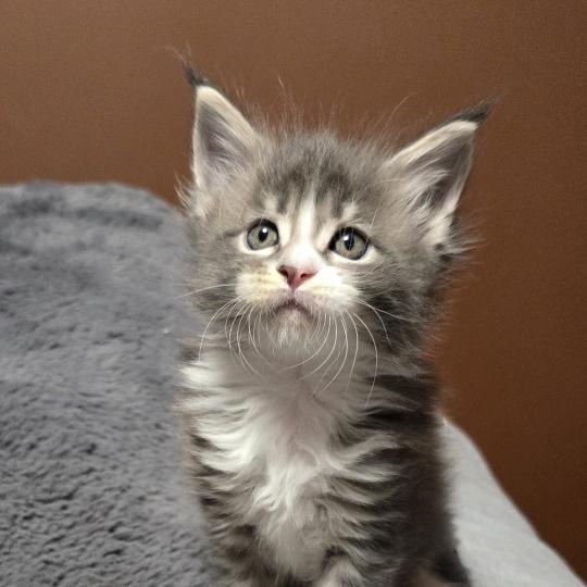 chaton Maine coon blue silver blotched tabby & blanc Bruma Elevage de maine coon L'Or sauvage blue silver blotched tabby & blanc