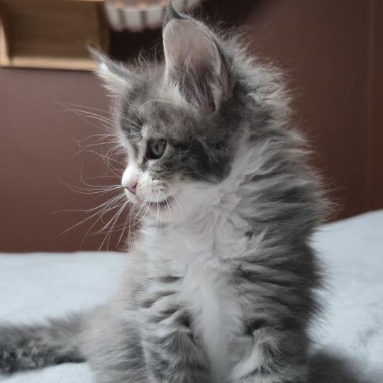 chaton Maine coon blue silver blotched tabby & blanc Brézilia Elevage de maine coon L'Or sauvage blue silver blotched tabby & blanc