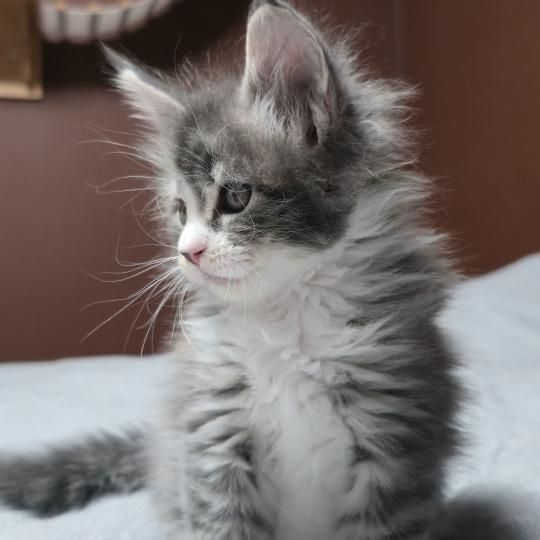 chaton Maine coon blue silver blotched tabby & blanc Brézilia Elevage de maine coon L'Or sauvage blue silver blotched tabby & blanc