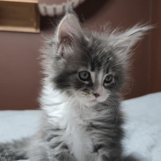 chaton Maine coon blue silver blotched tabby & blanc Brézilia Elevage de maine coon L'Or sauvage blue silver blotched tabby & blanc