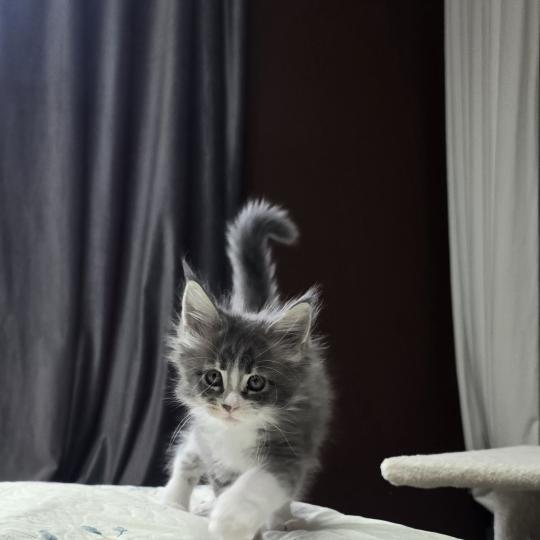 chaton Maine coon blue silver blotched tabby & blanc Brézilia Elevage de maine coon L'Or sauvage blue silver blotched tabby & blanc