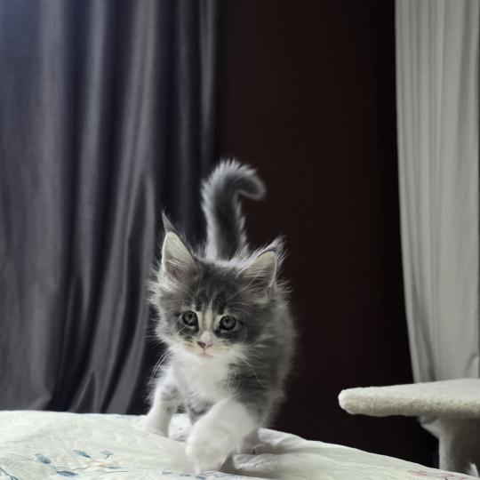 chaton Maine coon blue silver blotched tabby & blanc Brézilia Elevage de maine coon L'Or sauvage blue silver blotched tabby & blanc