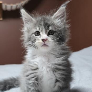 Brézilia DE L'OR SAUVAGE Femelle Maine coon