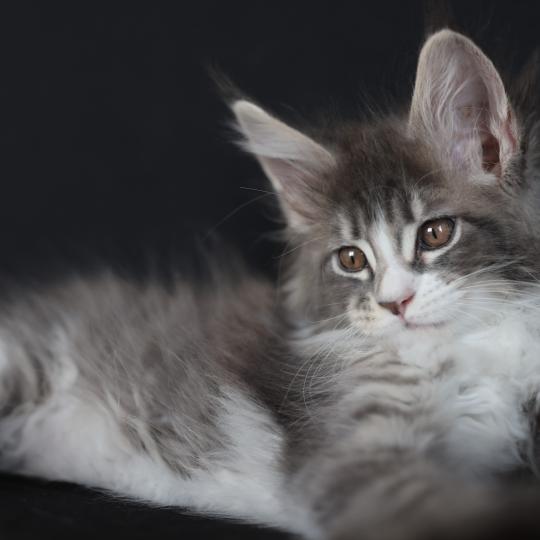 chaton Maine coon blue silver blotched tabby & blanc Brézilia Elevage de maine coon L'Or sauvage blue silver mackerel tabby & blanc