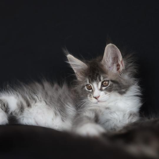 chaton Maine coon blue silver blotched tabby & blanc Brézilia Elevage de maine coon L'Or sauvage blue silver mackerel tabby & blanc