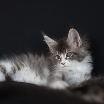 Brézilia Queen DE L'OR SAUVAGE Femelle Maine coon