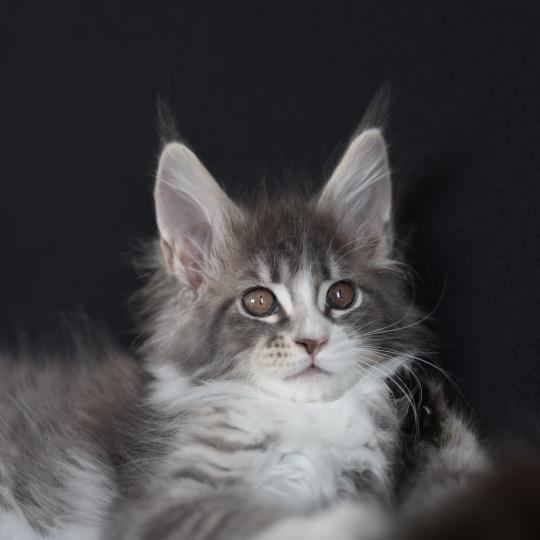 chaton Maine coon blue silver blotched tabby & blanc Brézilia Elevage de maine coon L'Or sauvage blue silver mackerel tabby & blanc