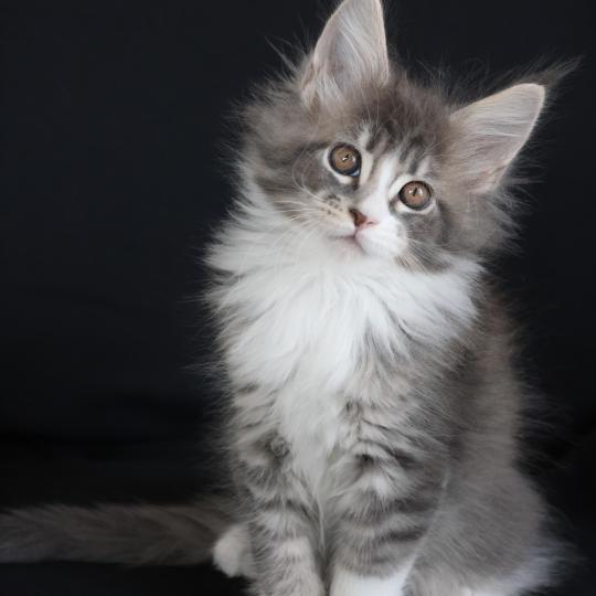 chaton Maine coon blue silver blotched tabby & blanc Brézilia Elevage de maine coon L'Or sauvage blue silver mackerel tabby & blanc