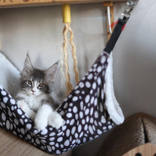 chaton Maine coon blue silver blotched tabby & blanc Brézilia Queen Elevage de maine coon L'Or sauvage blue silver mackerel tabby & blanc
