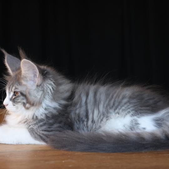 chaton Maine coon blue silver blotched tabby & blanc Brézilia Queen Elevage de maine coon L'Or sauvage blue silver mackerel tabby & blanc