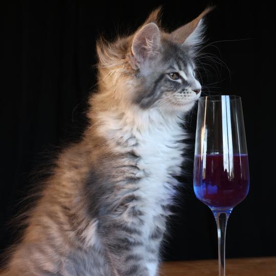 chaton Maine coon blue silver blotched tabby & blanc Brézilia Queen Elevage de maine coon L'Or sauvage blue silver mackerel tabby & blanc