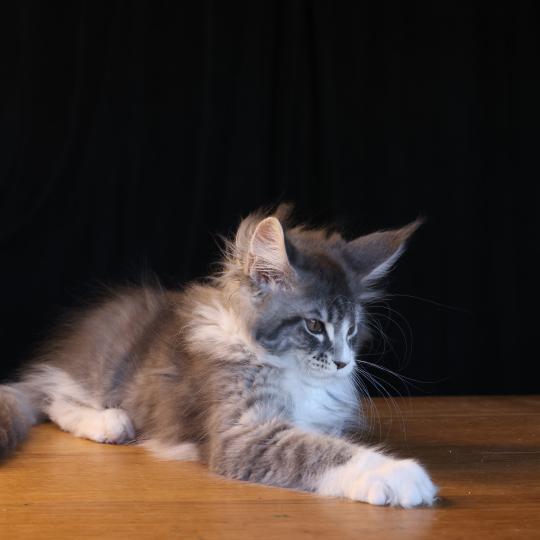 chaton Maine coon blue silver blotched tabby & blanc Brézilia Queen Elevage de maine coon L'Or sauvage blue silver mackerel tabby & blanc