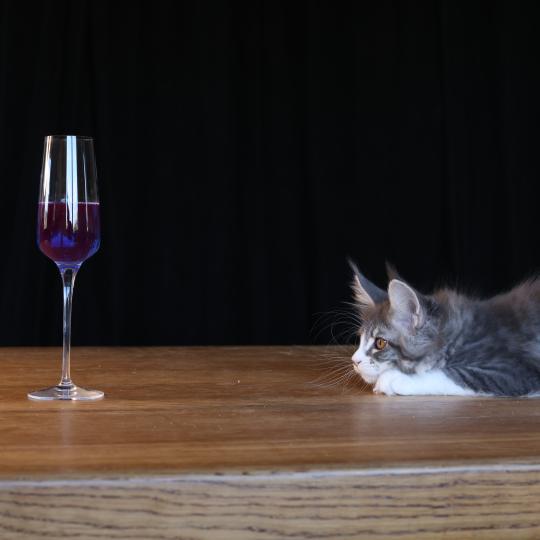 chaton Maine coon blue silver blotched tabby & blanc Brézilia Queen Elevage de maine coon L'Or sauvage blue silver mackerel tabby & blanc