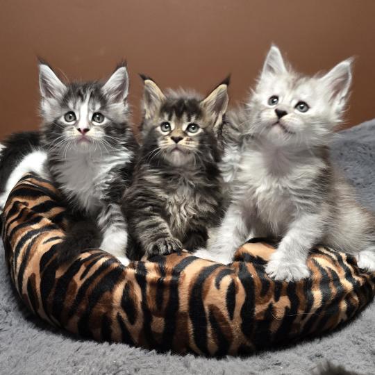 chaton Maine coon brown blotched tabby Brownie Elevage de maine coon L'Or sauvage brown blotched tabby