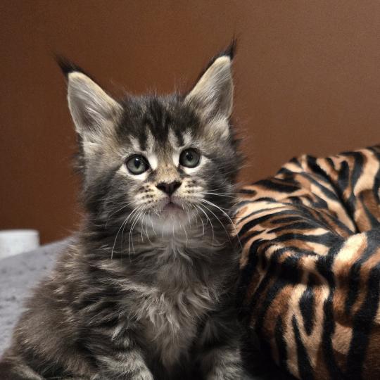chaton Maine coon brown blotched tabby Brownie Elevage de maine coon L'Or sauvage brown blotched tabby