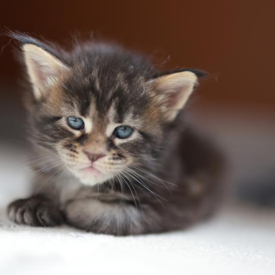 chaton Maine coon brown blotched tabby Brownie Elevage de maine coon L'Or sauvage brown blotched tabby