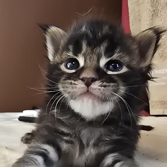 chaton Maine coon brown blotched tabby Brownie Elevage de maine coon L'Or sauvage brown blotched tabby