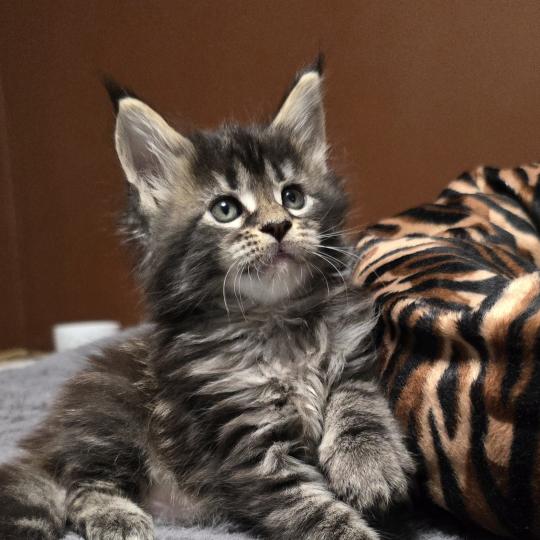 chaton Maine coon brown blotched tabby Brownie Elevage de maine coon L'Or sauvage brown blotched tabby