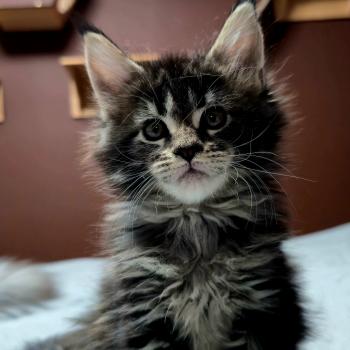 Brownie DE L'OR SAUVAGE Femelle Maine coon