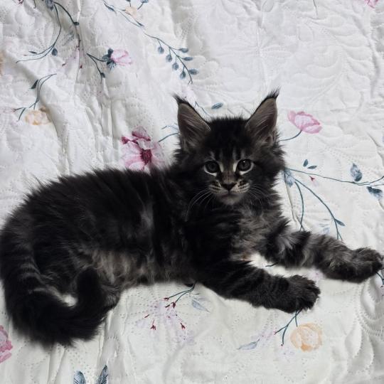 chaton Maine coon brown blotched tabby Brownie Elevage de maine coon L'Or sauvage brown blotched tabby