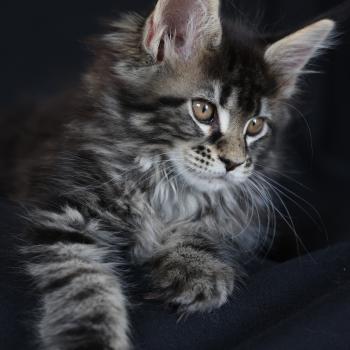 Brownie DE L'OR SAUVAGE Femelle Maine coon