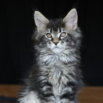 Brownie Giant DE L'OR SAUVAGE Femelle Maine coon