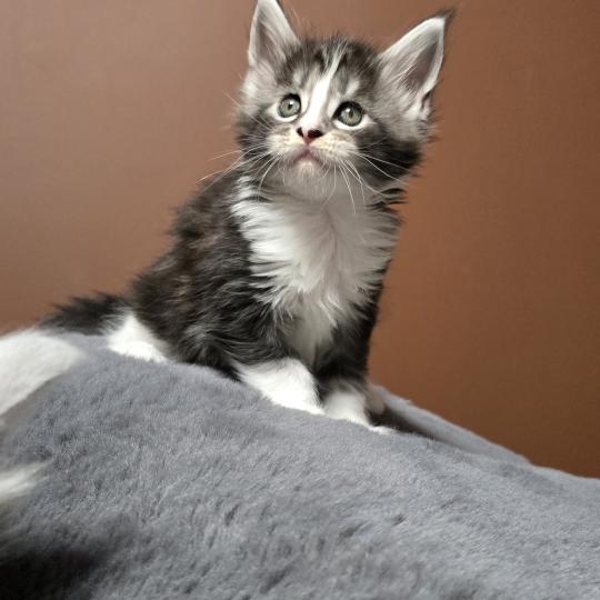 chaton Maine coon black silver blotched tabby & blanc Brézilia Elevage de maine coon L'Or sauvage black silver blotched tabby & blanc