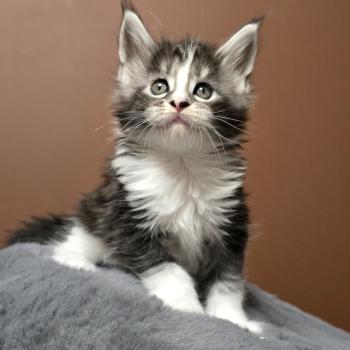 Baghera DE L'OR SAUVAGE Femelle Maine coon