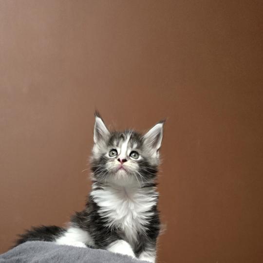 chaton Maine coon black silver blotched tabby & blanc Brézilia Elevage de maine coon L'Or sauvage black silver blotched tabby & blanc