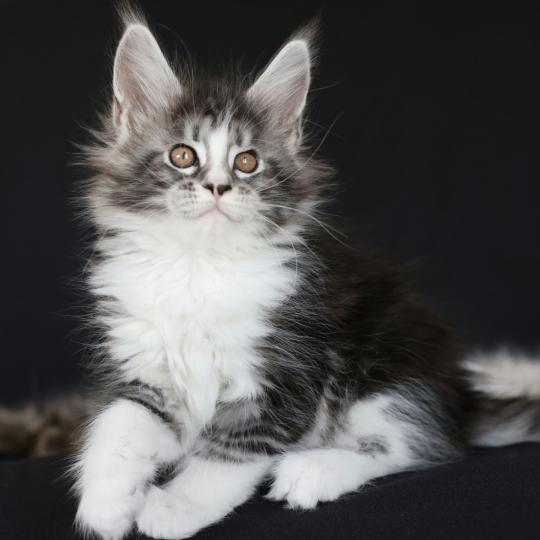 chaton Maine coon black silver blotched tabby & blanc Baghera Elevage de maine coon L'Or sauvage black silver blotched tabby & blanc