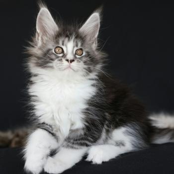 Baghera DE L'OR SAUVAGE Femelle Maine coon