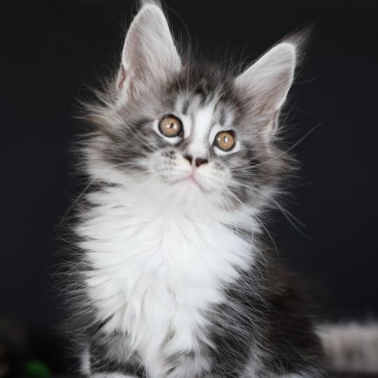 chaton Maine coon black silver blotched tabby & blanc Baghera Elevage de maine coon L'Or sauvage black silver blotched tabby & blanc