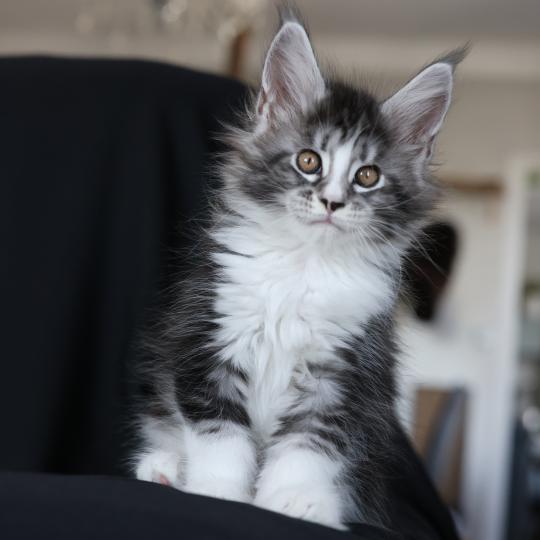 chaton Maine coon black silver blotched tabby & blanc Baghera Elevage de maine coon L'Or sauvage black silver blotched tabby & blanc