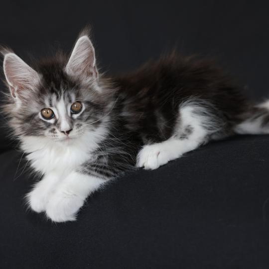 chaton Maine coon black silver blotched tabby & blanc Baghera Elevage de maine coon L'Or sauvage black silver blotched tabby & blanc