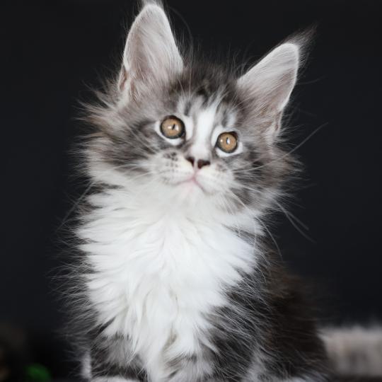 chaton Maine coon black silver blotched tabby & blanc Baghera Elevage de maine coon L'Or sauvage black silver blotched tabby & blanc