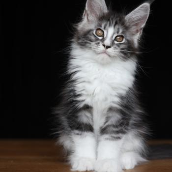 Baghera Boréal DE L'OR SAUVAGE Femelle Maine coon