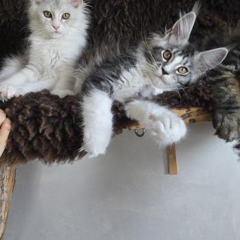 Baghera Boréal DE L'OR SAUVAGE Femelle Maine coon