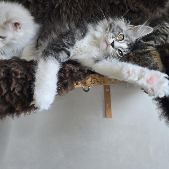 chaton Maine coon black silver blotched tabby & blanc Baghera Boréal Elevage de maine coon L'Or sauvage black silver blotched tabby & blanc