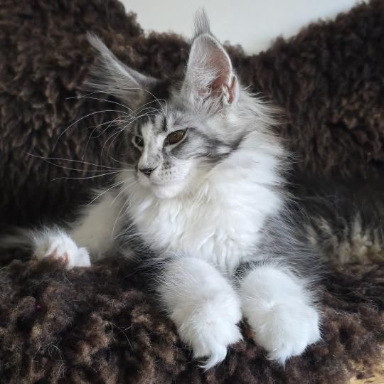 chaton Maine coon black silver blotched tabby & blanc Baghera Boréal Elevage de maine coon L'Or sauvage black silver blotched tabby & blanc